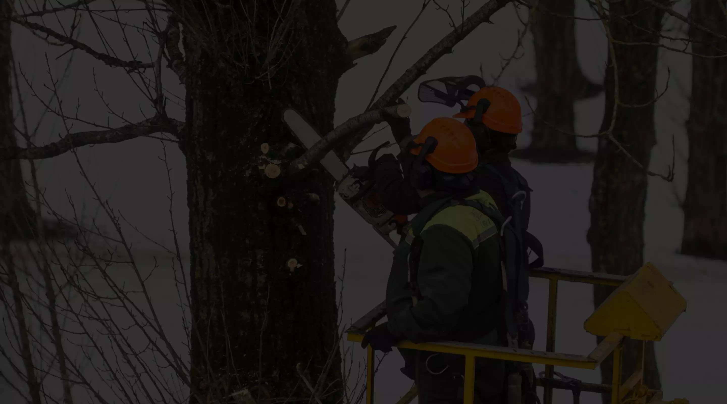 tree-service