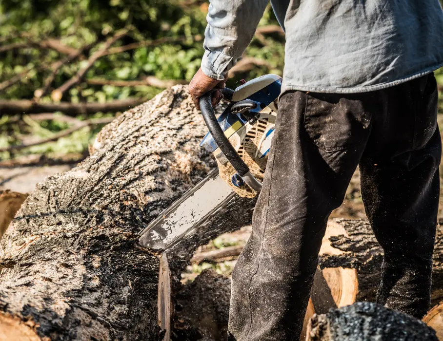 tree-removal